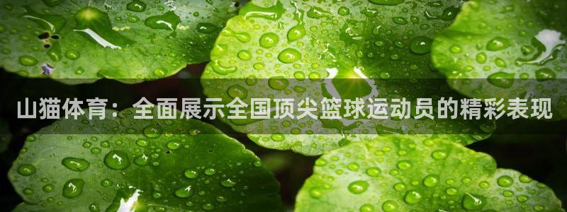 山猫体育：全面展示全国顶尖篮球运动员的精